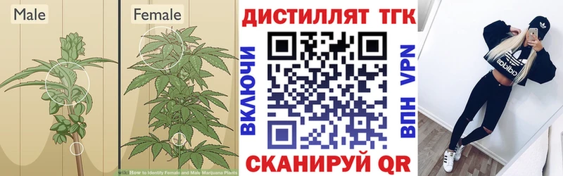 наркошоп Бирюч Дистиллят ТГК концентрат